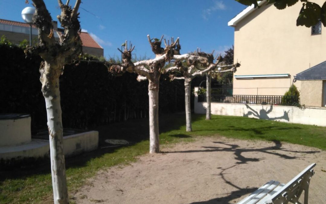 Poda de árboles en comunidad de vecinos